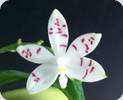 Phal. tetraspis PNS3b x self
